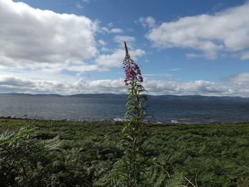 Plants by sea against sky