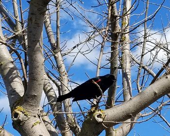 Low angle view of bird perching on tree against sky