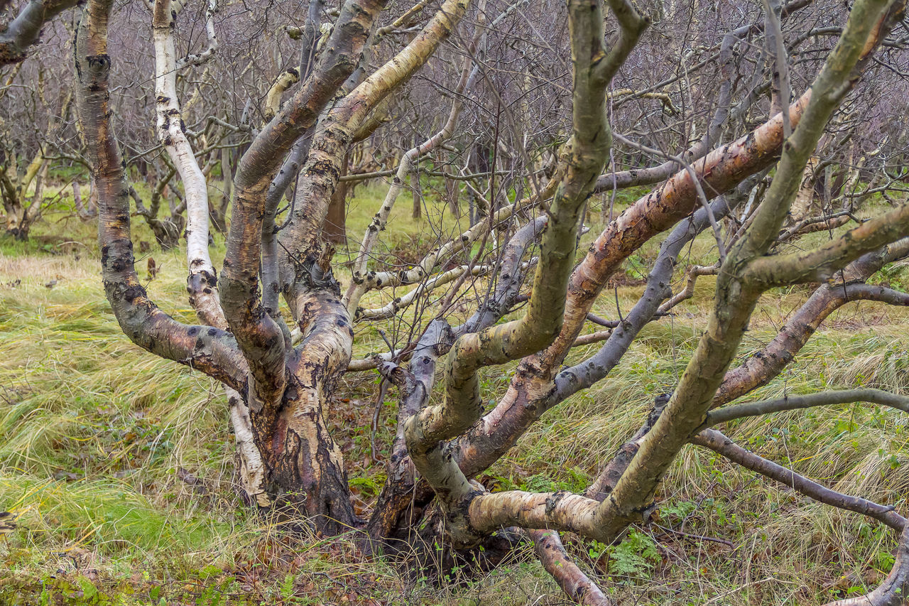 DEAD TREE IN FOREST