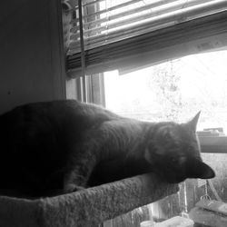 Cat relaxing on tiled floor