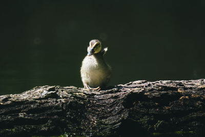 Close-up of bird on rock
