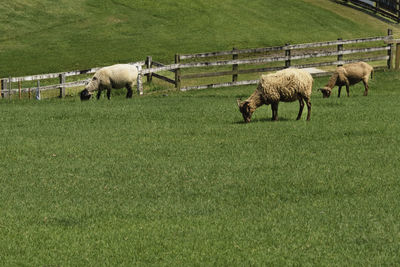 Small flock of sheep grazing on field near mount fuji in japan