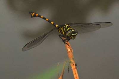 Close-up of butterfly perching on leaf