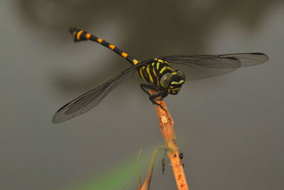 Close-up of butterfly perching on leaf