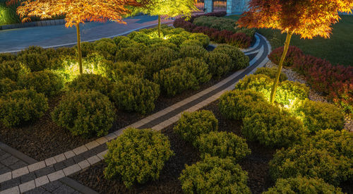 High angle view of road amidst plants