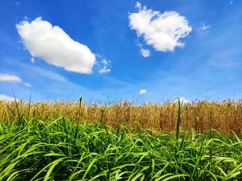 Crops growing on field against sky