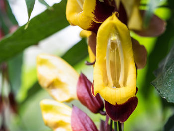 Close-up of yellow flowers