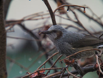 Close-up of bird perching on tree