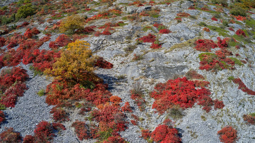 High angle view of red flowering plant on land