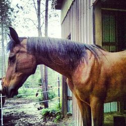 Horse in field