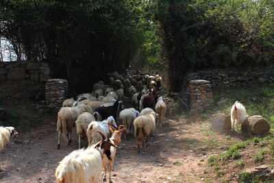 Group of sheep in the farm