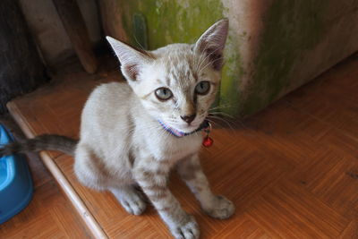 High angle view of cat