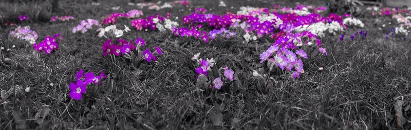 Pink flowers blooming in field