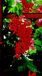 Close-up of red flower