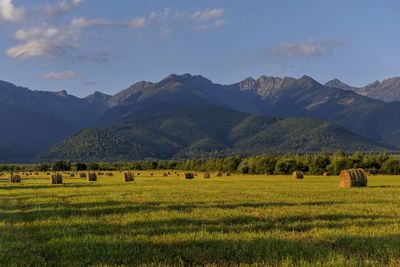 Scenic view of field against sky