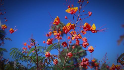 Low angle view of flowering plant against blue sky