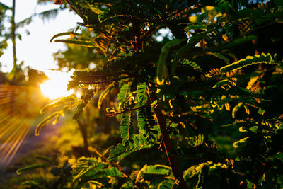 Close-up of sunlight streaming through tree