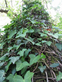 Close-up of ivy growing on tree