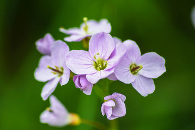 Close-up of flowers blooming outdoors