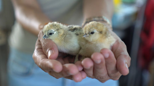 Newborn chickens chick in farmer hands new life