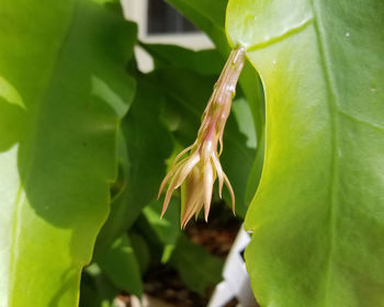 Close-up of insect on plant