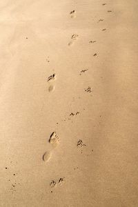 Close-up of birds on sand