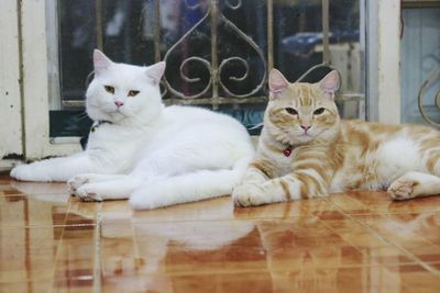 Portrait of cat sitting on floor