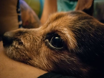 Close-up of dog relaxing on person