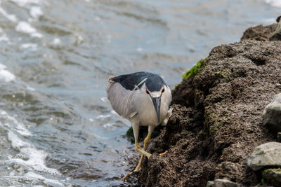 Bird on rock by sea