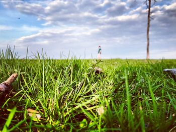 Close-up of grass on field against sky