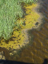 High angle view of tree shadow on water