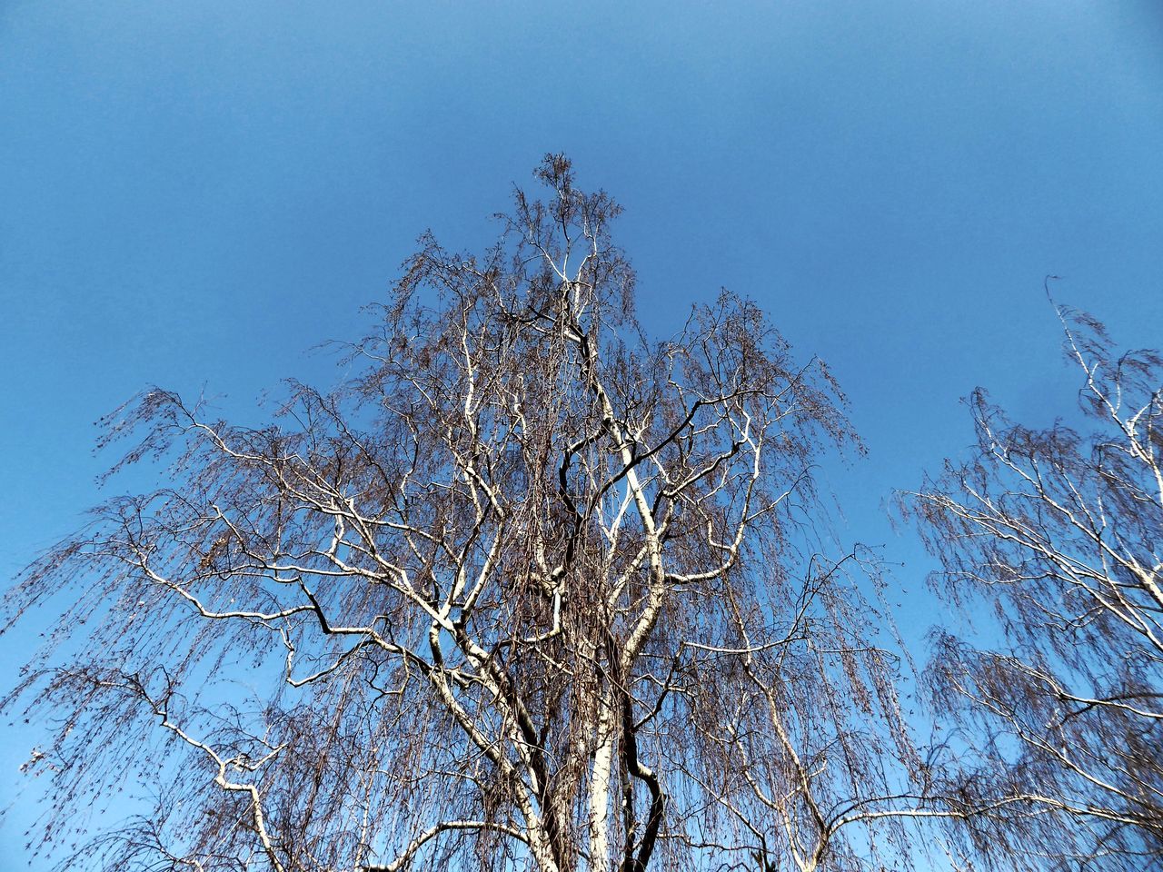 Blue sky behind birches