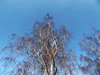 Low angle view of tree against clear sky