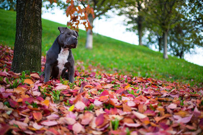 Dog on leaves during autumn