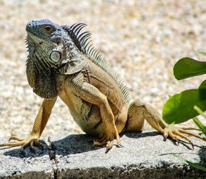 Close-up of a lizard on rock