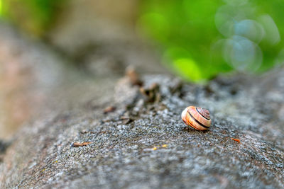 Close-up of snail on rock