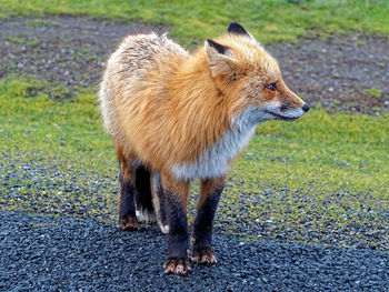 Close-up of dog standing on grass