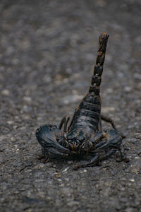 High angle view of crab on sand