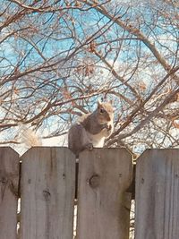 Low angle view of cat sitting on tree