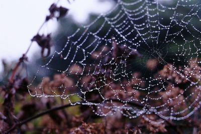 Close-up of spider web
