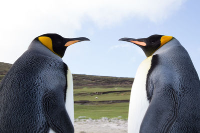 View of two birds on land