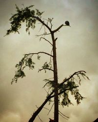 Low angle view of bird perching on tree against sky