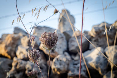 Close-up of flowers against sky