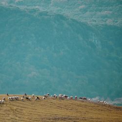 Flock of sheep on a field