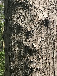 Full frame shot of tree trunk