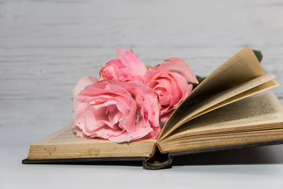 Close-up of pink rose on table