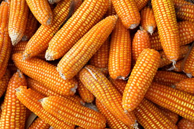 Dry corn pod,animal feed