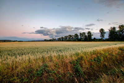 Scenic view of field against sky