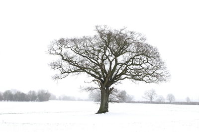 Bare trees on snow covered field