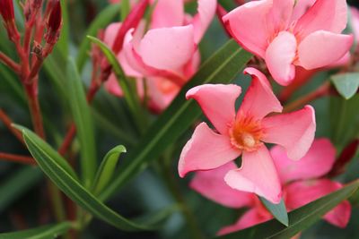 Close-up of pink flowers